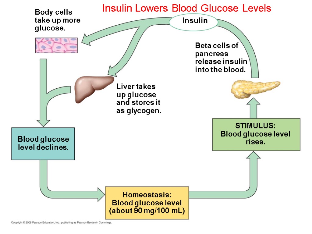 Insulin Lowers Blood Glucose Levels Homeostasis: Blood glucose level (about 90 mg/100 mL) Insulin